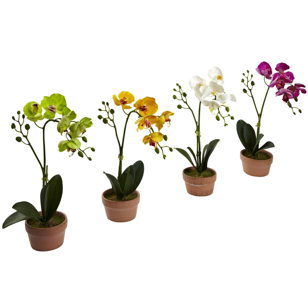 Phalaenopsis Orchid w/Clay Vase (Set of 4) Diagonal