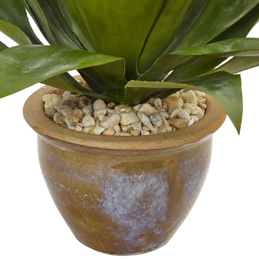 Agave in Glazed Clay Pot Zoomed In
