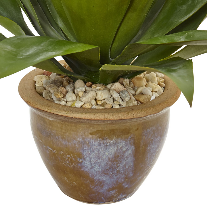 Agave in Glazed Clay Pot Zoomed In