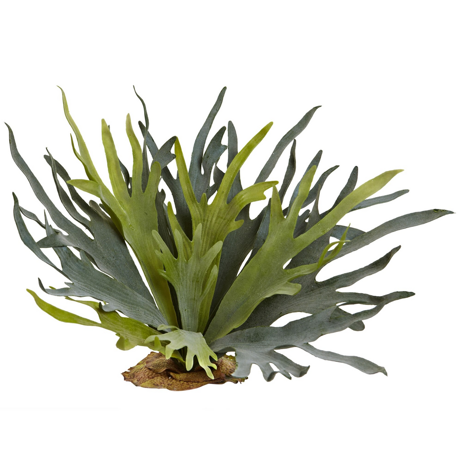 21” Staghorn Fern (Set of 2)