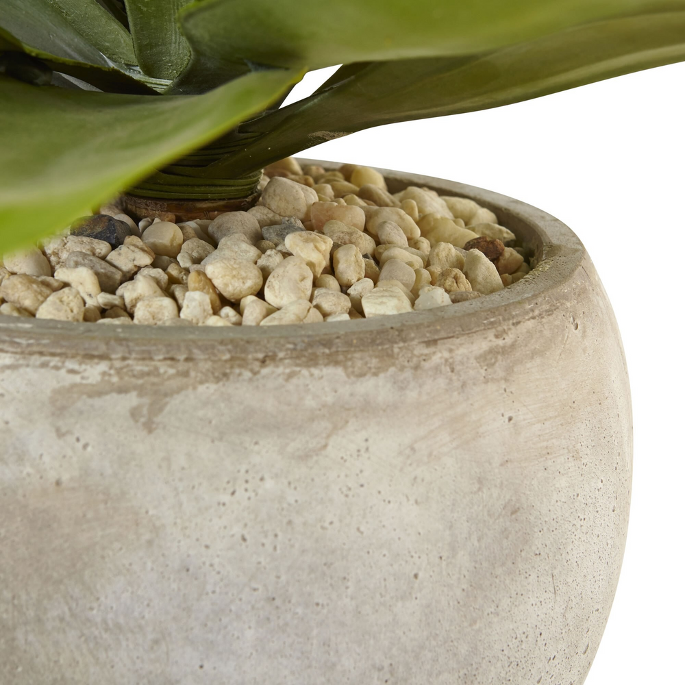 Agave in Sand Colored Bowl Zoomed In.