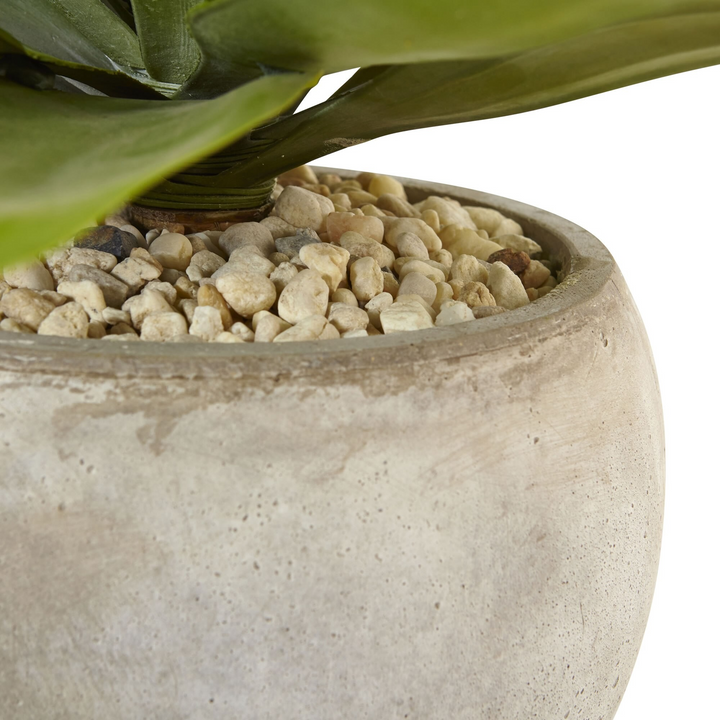 Agave in Sand Colored Bowl Zoomed In.