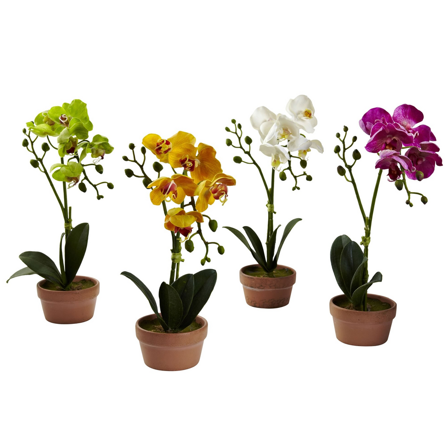 Phalaenopsis Orchid w/Clay Vase (Set of 4) in a Row