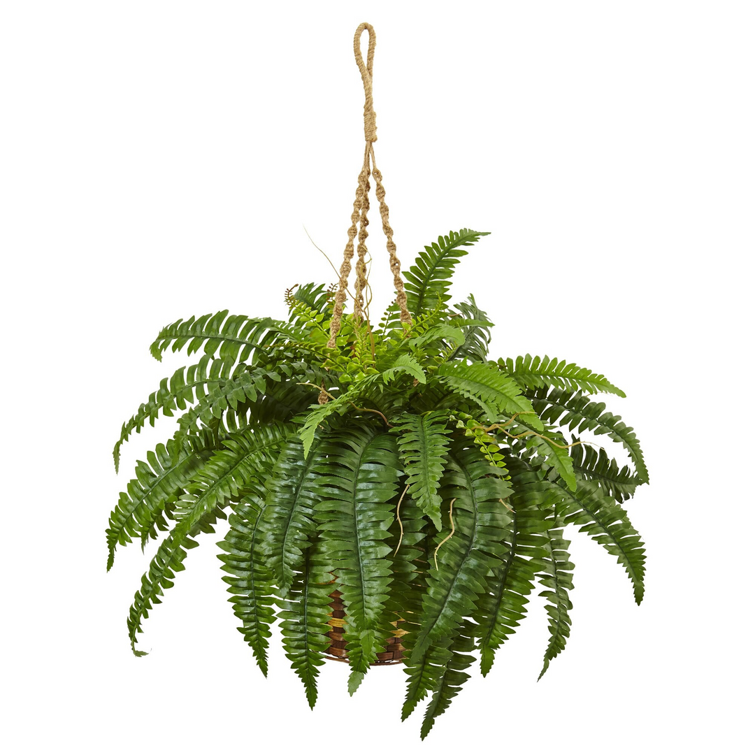 Boston Fern Hanging Basket