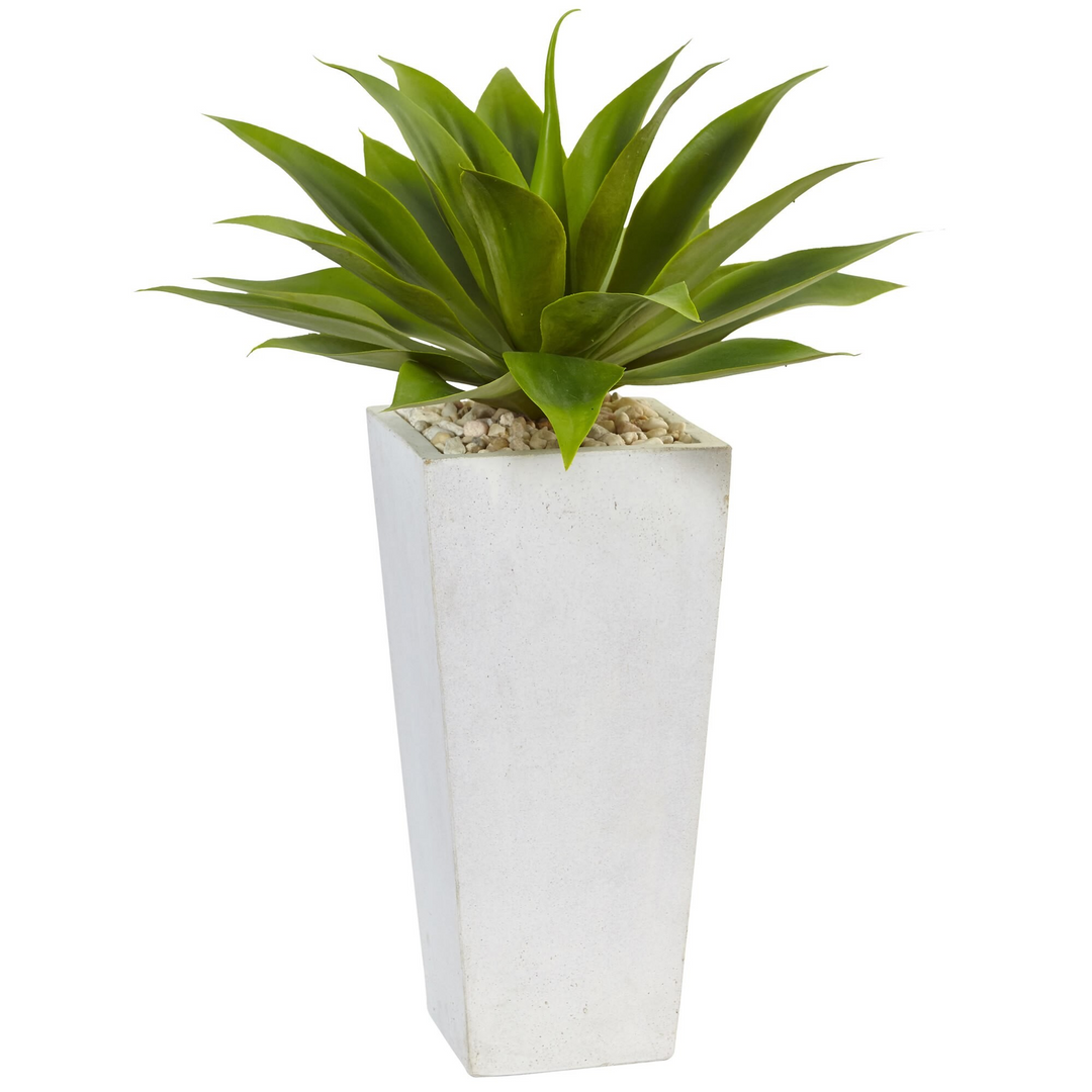 Agave in White Planter