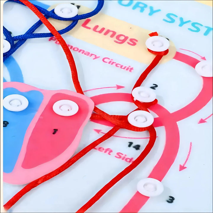Educational model of a respiratory system with labeled parts and red elastic bands.