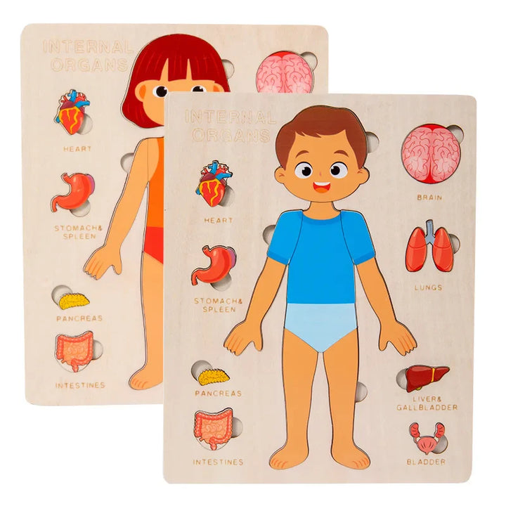 Two educational posters of a boy and a girl with labeled body parts on a beige background.