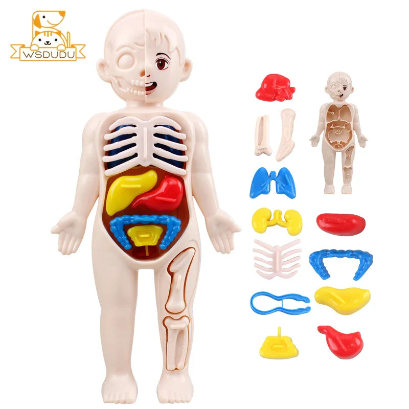 Anatomical model of a child with detachable body parts on a white background.