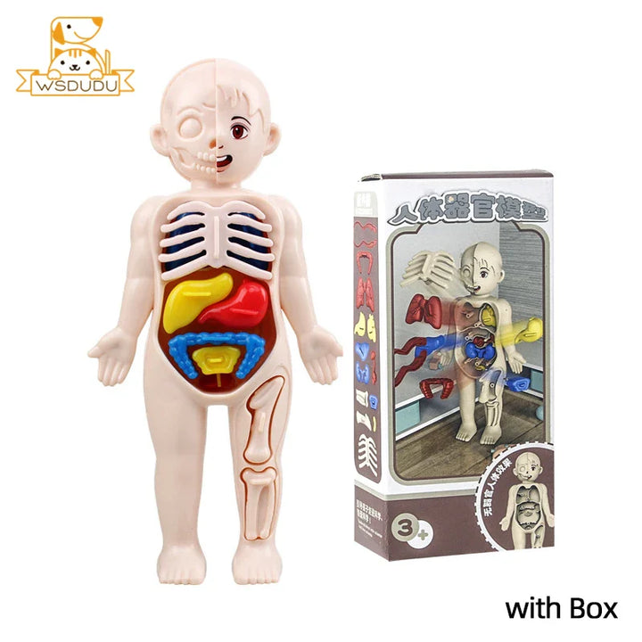 Anatomical model of a child with colored organs and packaging on a white background.