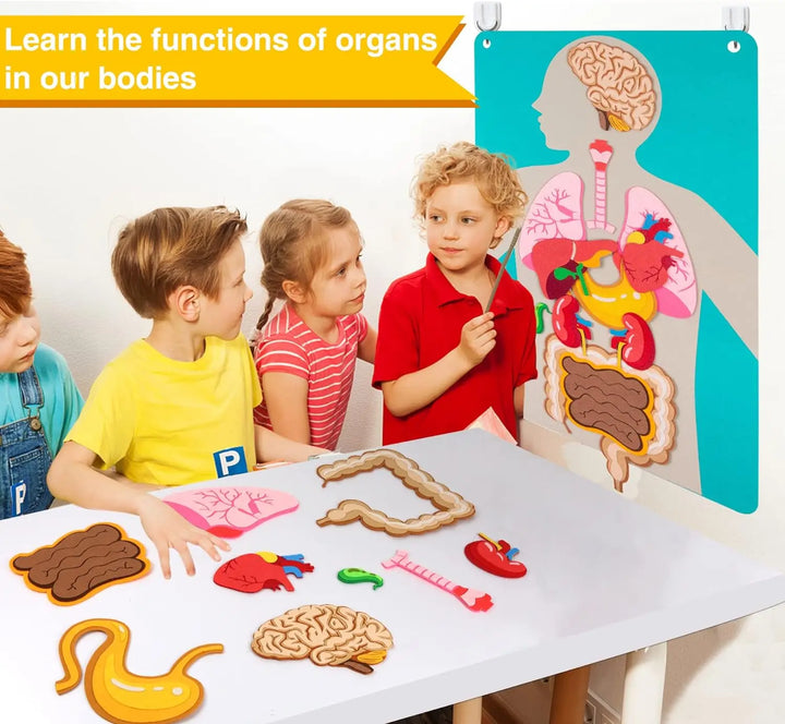 Children playing with educational anatomical models of organs on a table.
