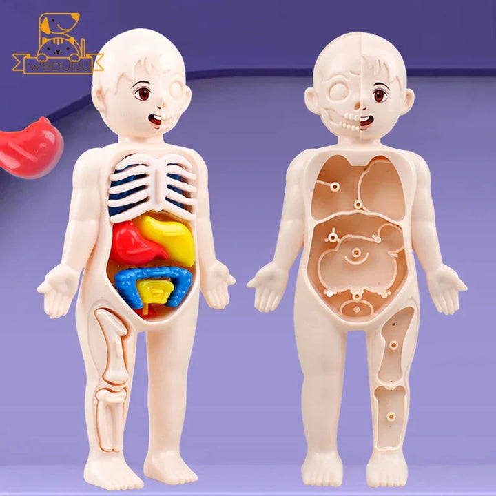 3D Human Organs Anatomy Puzzle Montessori STEM Educational Toy