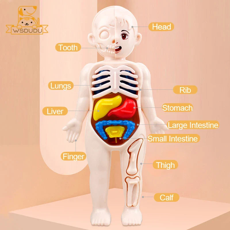Anatomy model of a child with labeled internal organs on a beige background.
