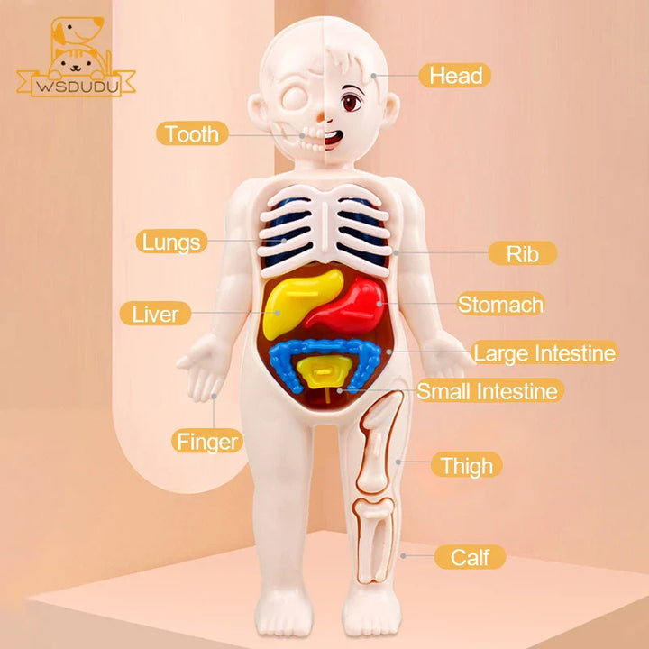 Anatomy model of a child with labeled internal organs on a beige background.