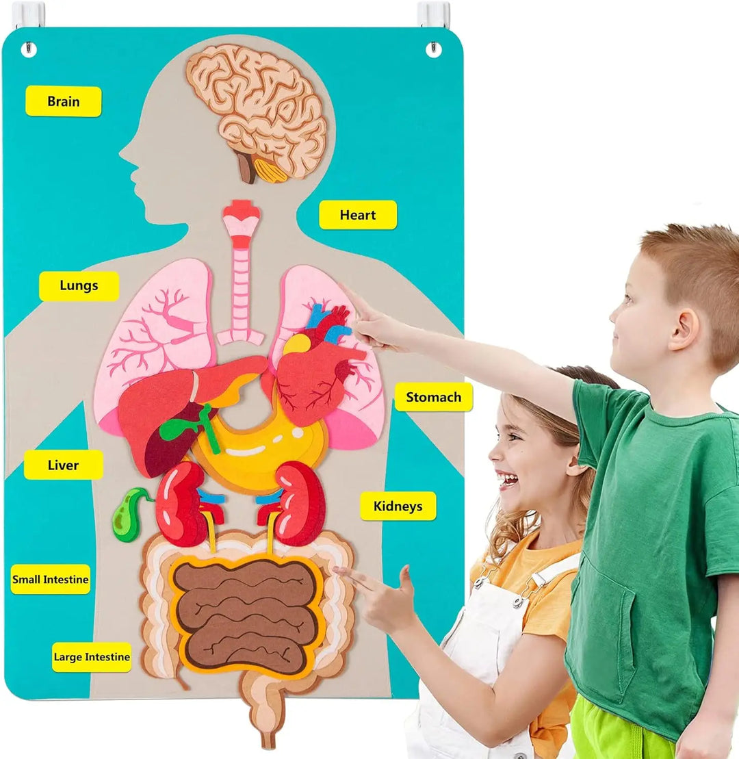 Children interacting with a colorful anatomical chart of the human body.