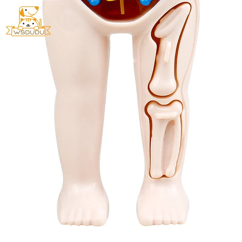 Anatomical model of a leg with highlighted bones on a white background.
