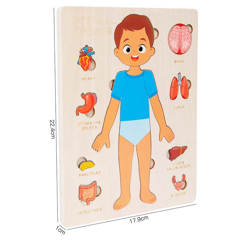 Educational anatomical model of a human body with labeled organs on a beige background.