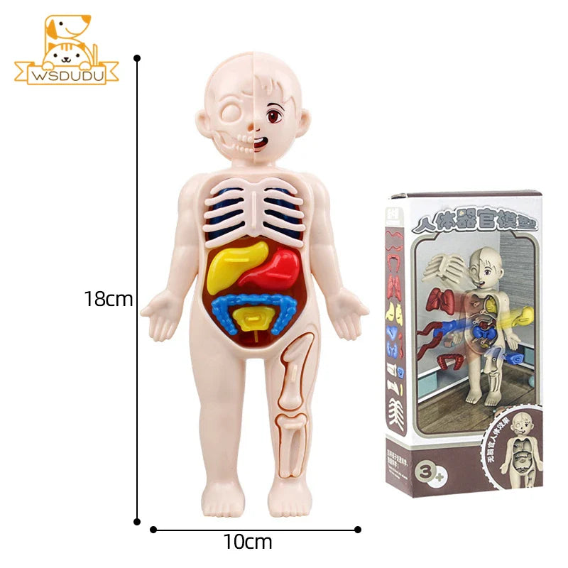 Anatomical model toy with labeled body parts and packaging on a white background.