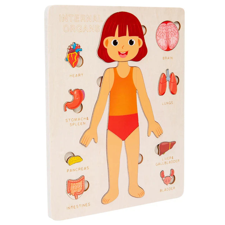 Wooden educational toy with a cartoon girl and labeled internal organs on a beige background.