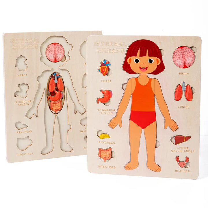 Wooden anatomy puzzle of a human body with labeled organs on a white background.
