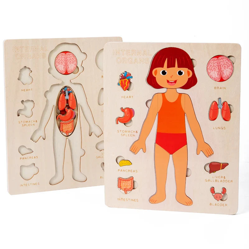 Wooden anatomy puzzle of a human body with labeled organs on a white background.