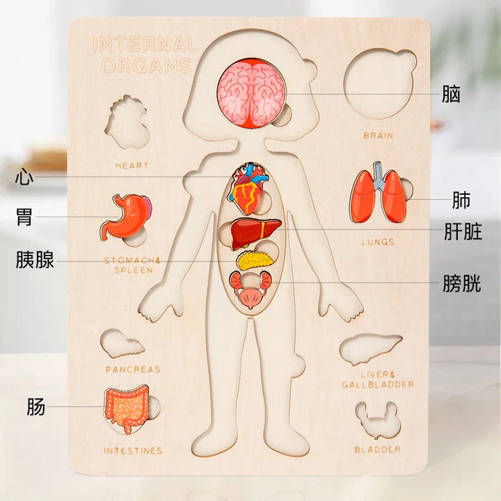 Wooden puzzle of a human body with labeled internal organs on a light background.