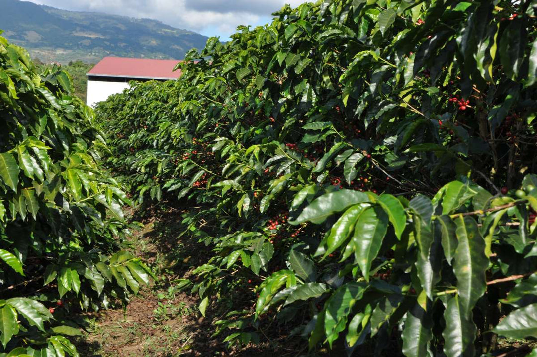 Coffee trees with red berries in a coffee plantation
