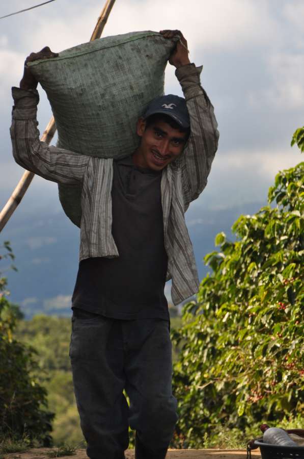 Man carrying a basket on his head in a coffee plantation.