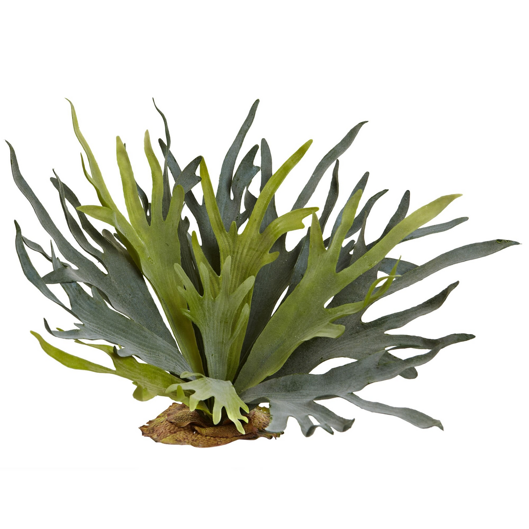 21” Staghorn Fern (Set of 2)