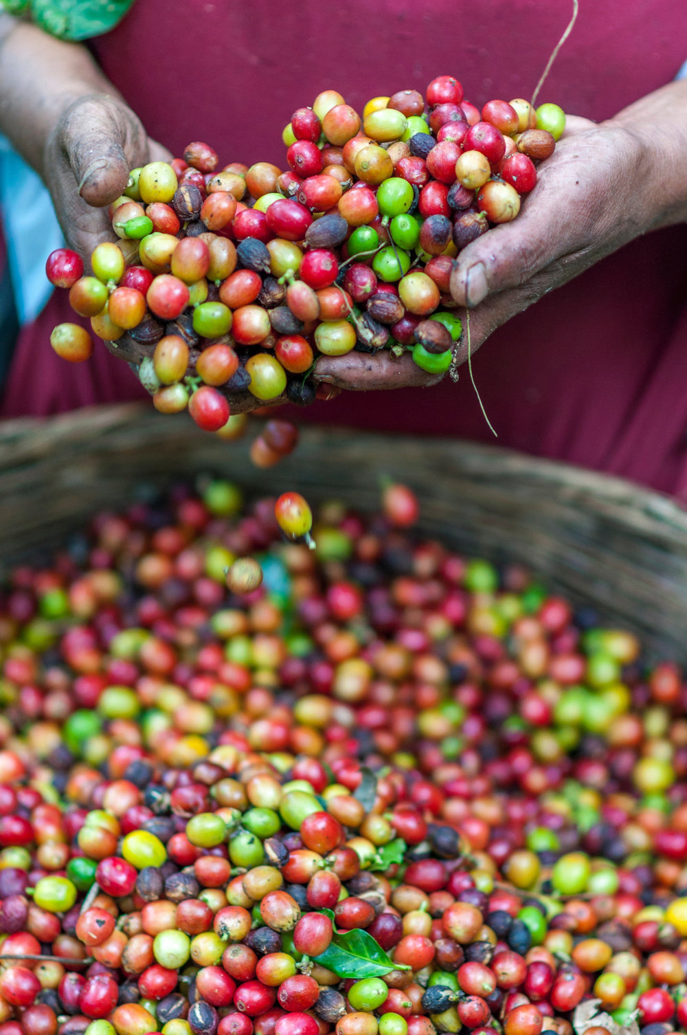 Hands holding a handful of multicolored coffee berries above a larger pile in a wooden basket.