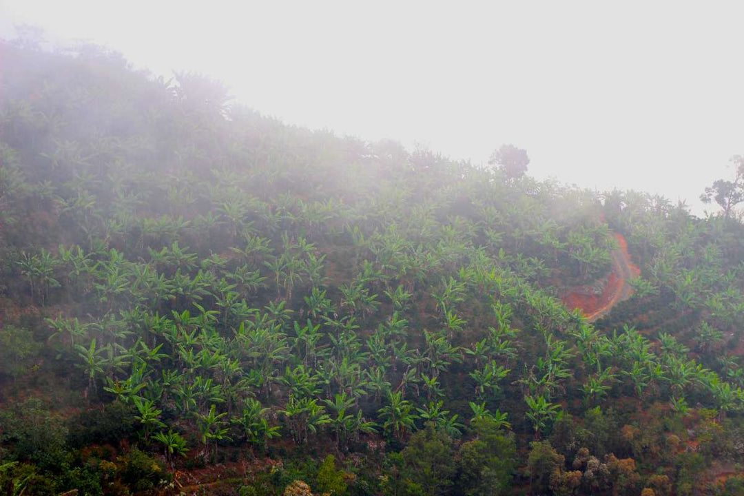 Hilly landscape with greenery and a path in the fog.